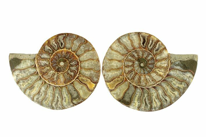Cut & Polished, Agatized Ammonite Fossil - Madagascar #267891
